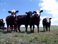 Cattle.jpg