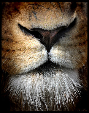 Lionmouth.jpg