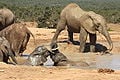Addo Elephant National Park.jpg